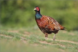 <p>BAŽANT OBECNÝ (Phasianus colchicus) /Common pheasant - Fasan/</p>
